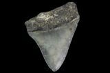Bargain, Fossil Megalodon Tooth - North Carolina #91678-1